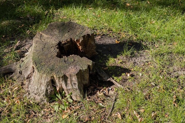 Old tree stump in the forest closeup There is green grass around the stump