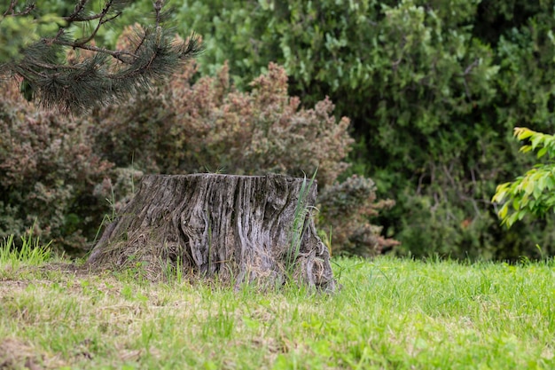 숲 근접 촬영에서 오래 된 나무 그루터기