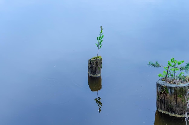 An old tree stump in a lake with calm water.