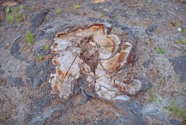 Old tree stump in the park