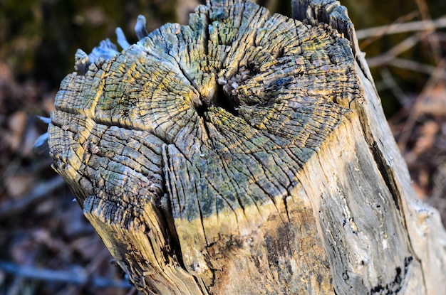 Old tree stump in a park