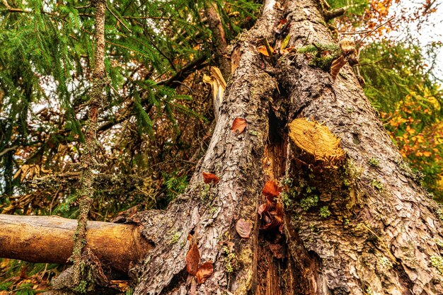 Old tree stump sprinkled with fallen leaves in the autumn forest