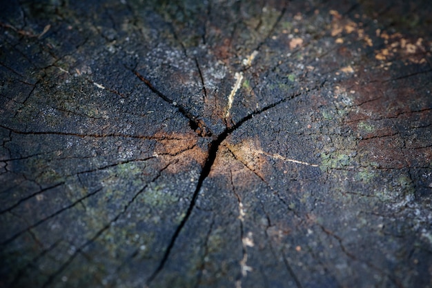 Old tree stump texture background,select focus