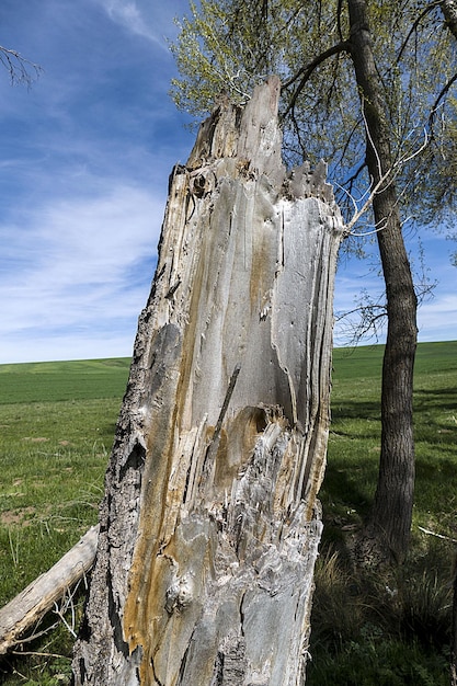 Foto vecchi ceppi di albero e ceppo di albero secco e marcio