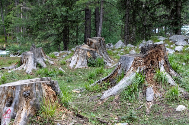 Photo old tree stumps in the forest in kumrat valley