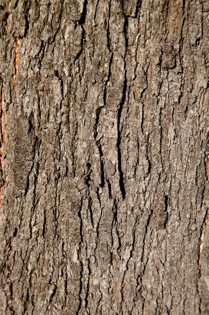 Foto vecchio modello di sfondo a consistenza di albero