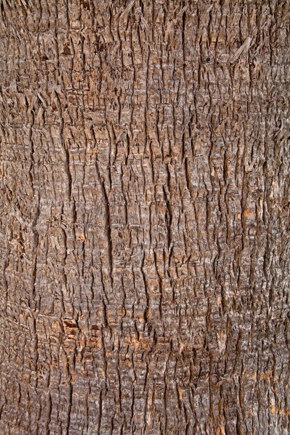 Photo old tree texture background pattern