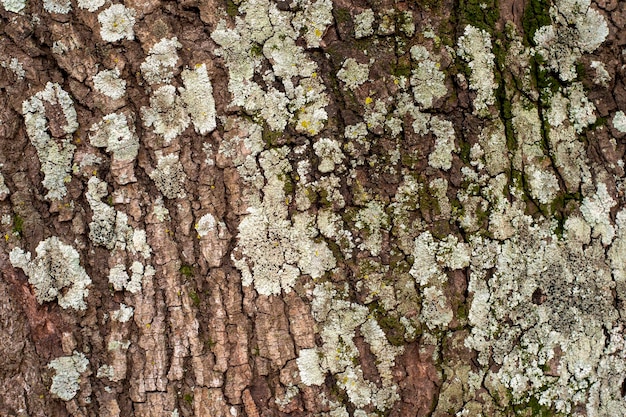 Old tree texture with recesses and volume to use as a background