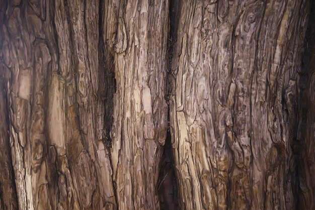 old tree texture