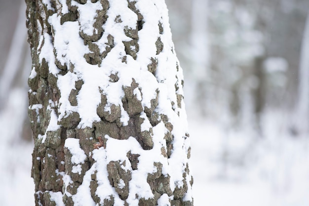 An old tree trunk covered with white snow