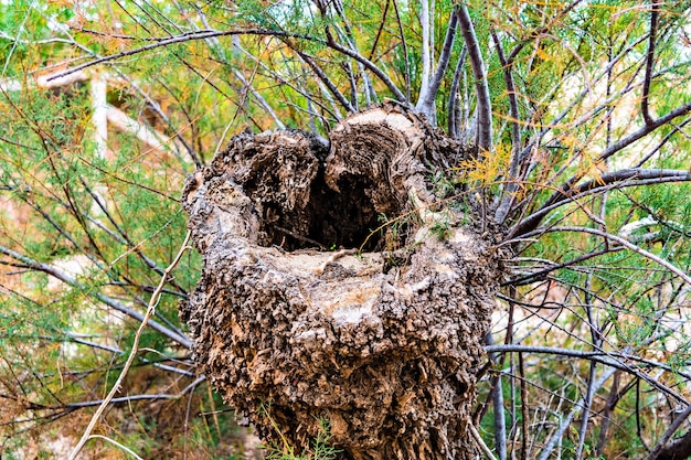 Old tree trunk, full of blooming branches.