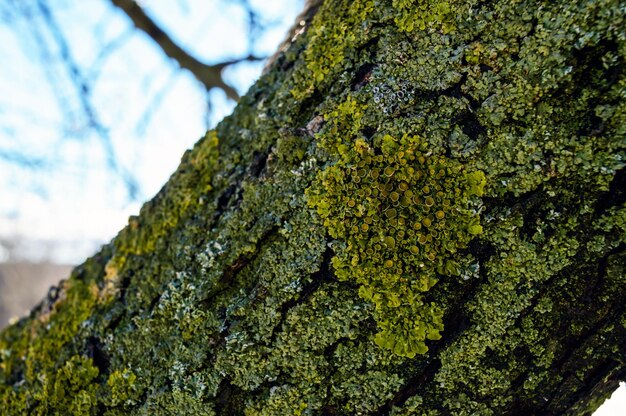 Old tree on the trunk grows moss and lichen closeup