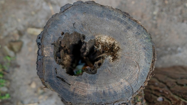 Old tree trunk at Lago Negro in the city of Gramado