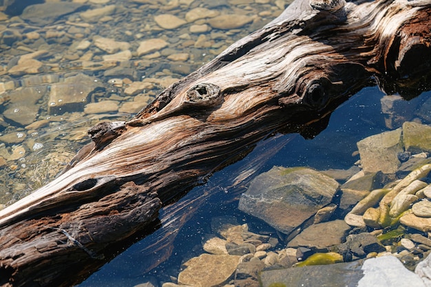 사진 물에 잠긴 오래된 나무 줄기 해안의 물에 나무