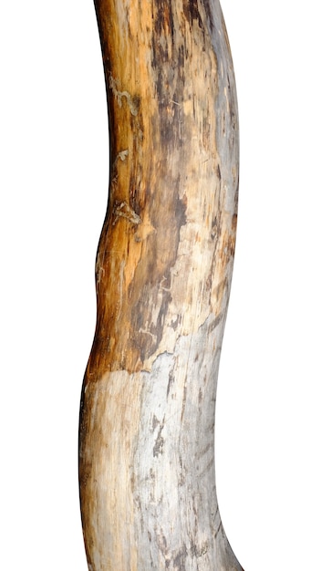 흰색 배경에 고립 된 껍질이없는 오래된 나무 줄기