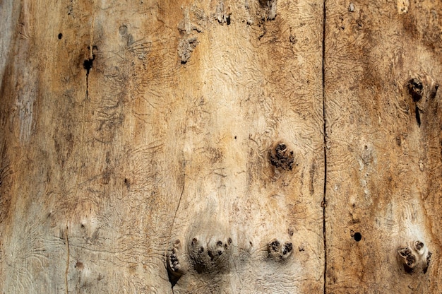 Old tree trunk without bark