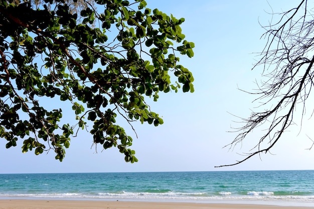 햇빛이 비치는 바다의 녹색 풍경 위에 구부러진 가지가 있는 오래된 나무