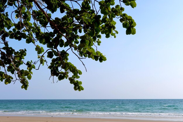 An old tree with a curved branch above a sunlit green landscape by the sea