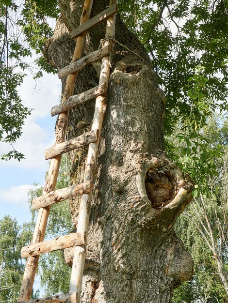 Old tree with stairs going up in the summer in the village