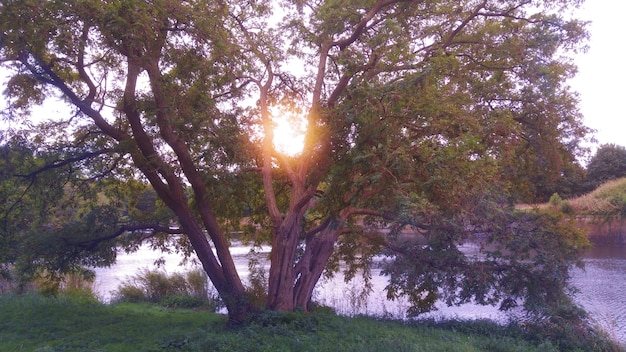 Foto vecchio albero