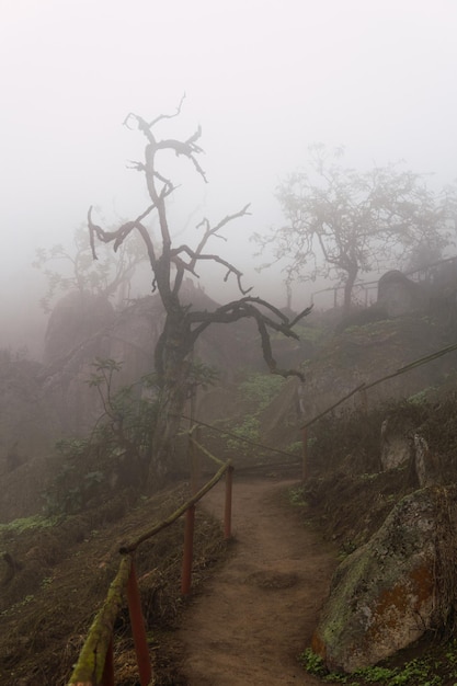 Old trees, big rocks and green plants in foggy day in Lomas de Lachay, Lima Peru