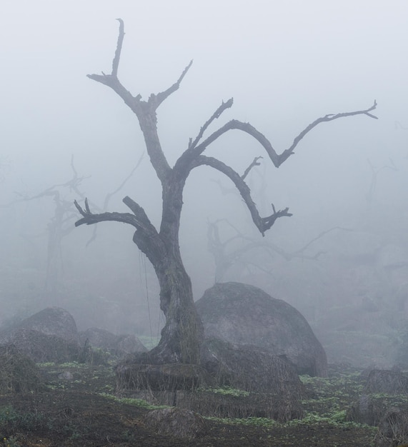 Old trees, big rocks and green plants in foggy day in National Reserve Lomas de Lachay, protected ar