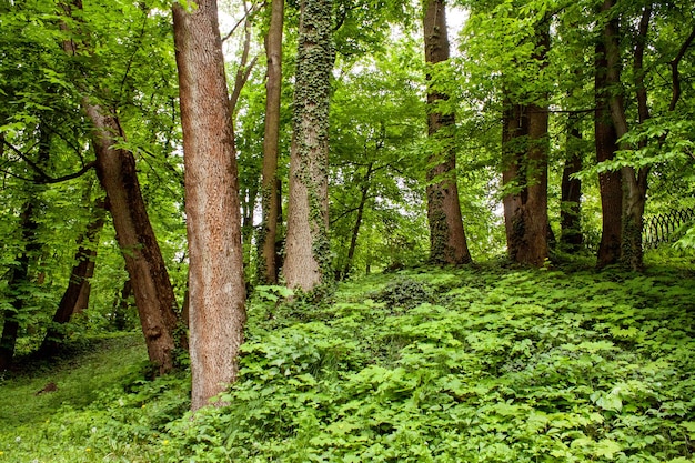 Старые деревья в кустах парка