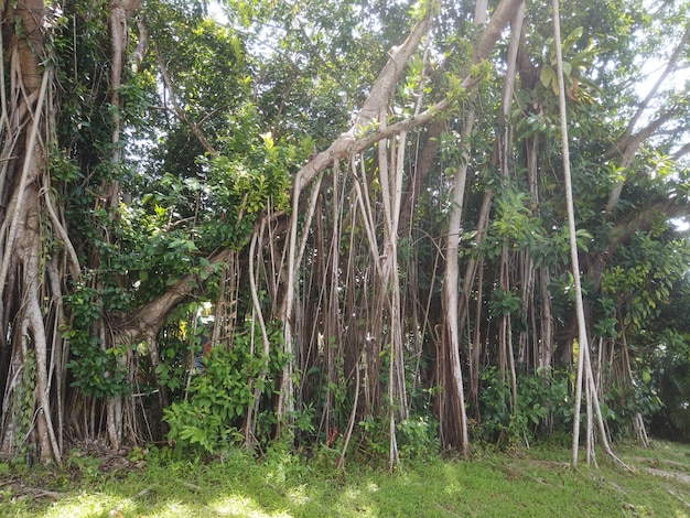 Старые деревья в местном парке в бангладеш