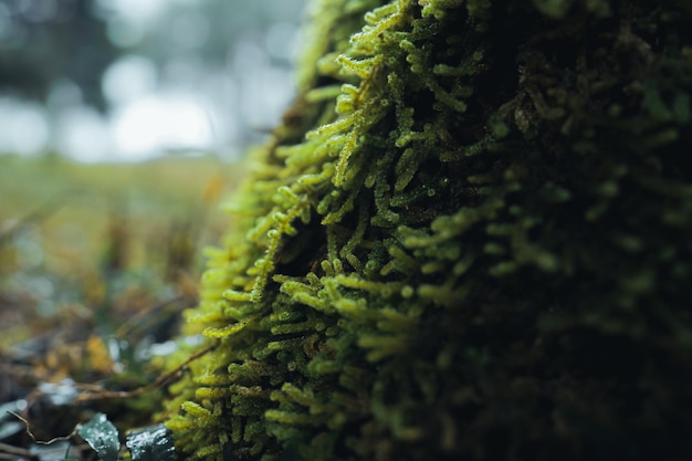 Old trees and moss in the rainforest,moss on tree