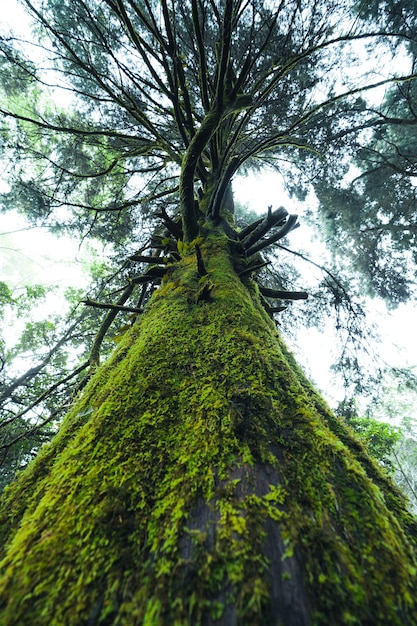 Old trees and moss in the rainforest,moss on tree