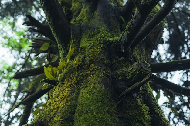 Old trees and moss in the rainforest,moss on tree