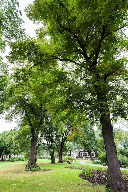 Old trees in Vermanes Garden in Riga city