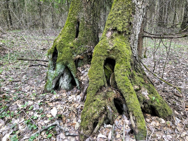 森の中に苔むした根が絡み合った古い木