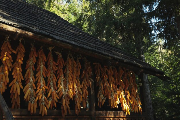Old Ukrainian house with corn heads in forest