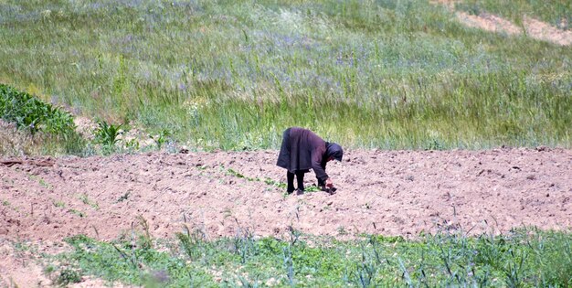 緑の植物を植えている見知らぬ老婦人の画像