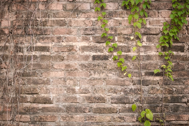 古い煉瓦の壁に古いぶどう畑。緑色のツタの草の植物で古いレンガの壁。