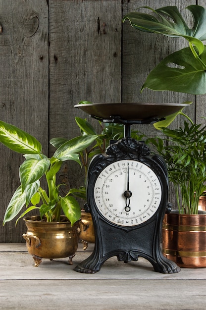 Old vintage kitchen scale on wooden gray background.