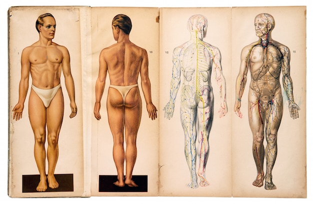 写真 古いビンテージ男性医療解剖学チャート