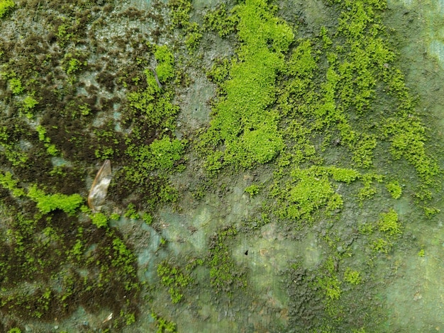 old wall covered in moss