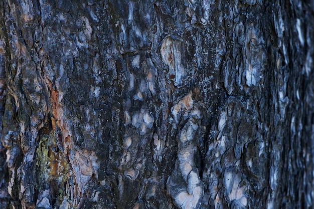 背景として古いクルミの木の幹の詳細テクスチャ