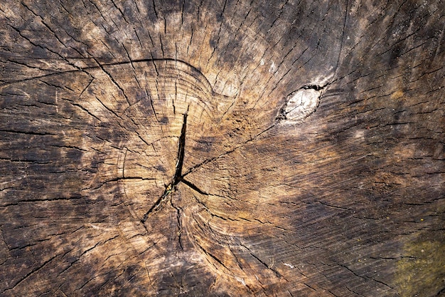 Old weathered wood texture with cross section of a cut log showing the concentric annual growth ring