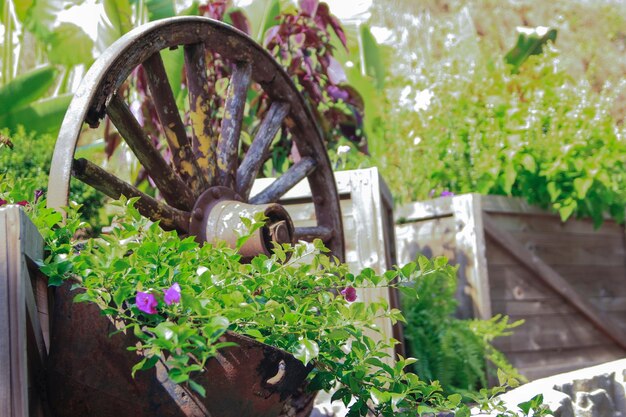 Photo old wheel by plant in yard