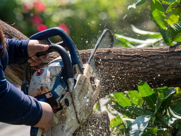 Photo old white and blue chainsaw in fat worker's hand cutting big mango tree