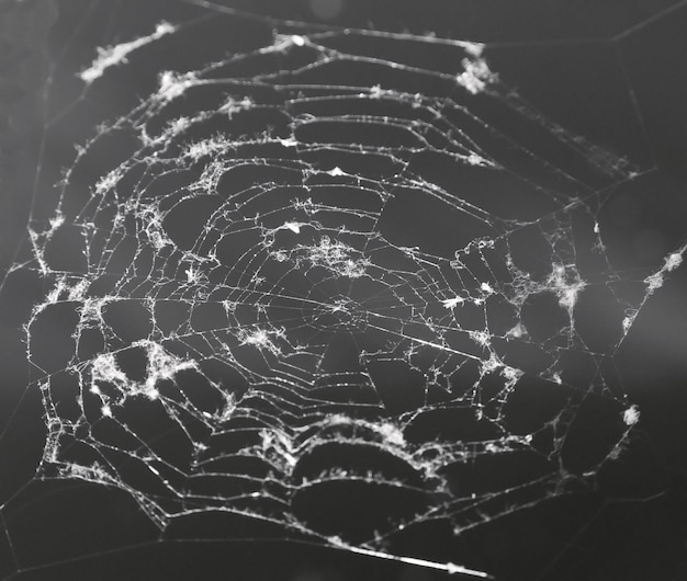 The old white cobweb with abstract texture is located closeup on a black background