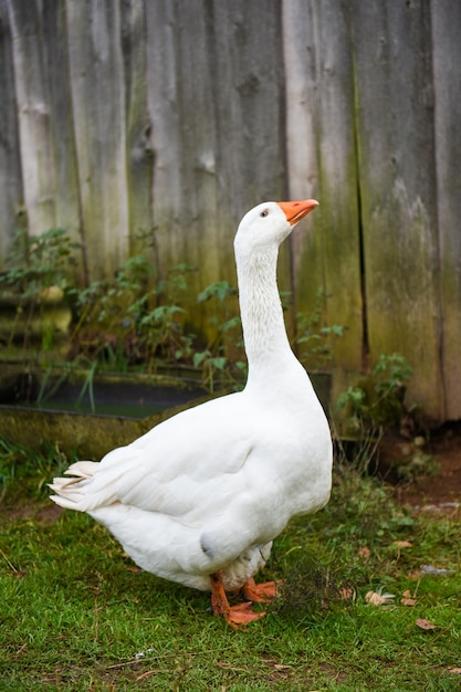 Old white goose portait in the yard