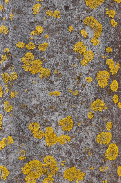 Old White stone wall with green moss texture background