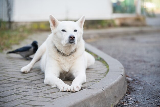 Old white swiss shepherd dog poses outside