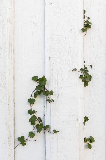 Old white wood planks on an old house wall, green ivy plants growing through the wall