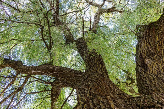 Old willow tree. The crown of a large tree. Old rough bark on a tree trunk.