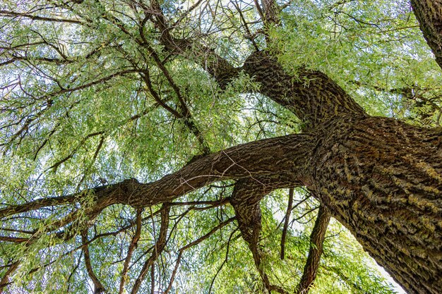 Photo old willow tree. the crown of a large tree. old rough bark on a tree trunk.